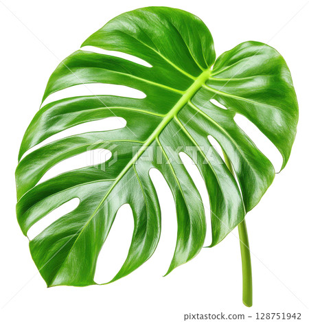 Monstera green leaf for decorate isolated on white background transparent PNG clipart. 128751942