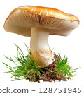 Mushroom fungi isolated on white background transparent PNG clipart. 128751945
