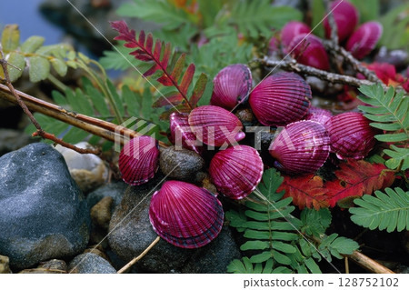 Vibrant purple seashells nestled amongst lush green ferns and autumnal foliage on a rocky shore 128752102