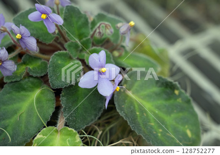 非洲紫羅蘭花 128752277