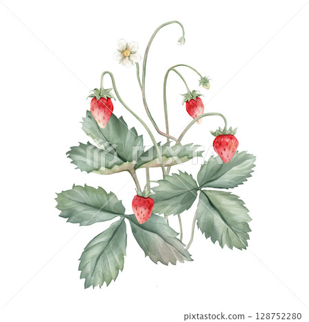 Composition with Wild Strawberry branches and white flower . Hand drawn watercolor illustration of Woodland strawberry plant green leaves and red wild berries on isolated background. 128752280