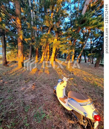 松樹林和摩托車 128752444