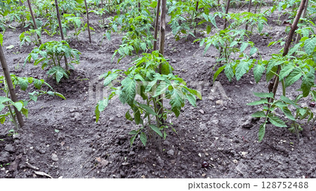 tomato sprouts in a garden 128752488