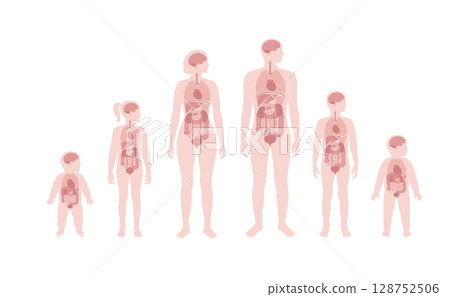 Internal organs in the human body Internal organs in the human body 128752506