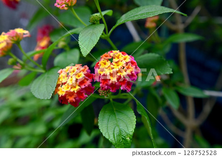 馬纓丹紅色花朵 馬纓丹紅色花朵 128752528