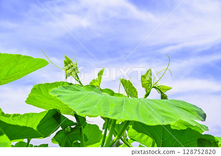 Early summer blue sky and large pumpkin leaves 128752820