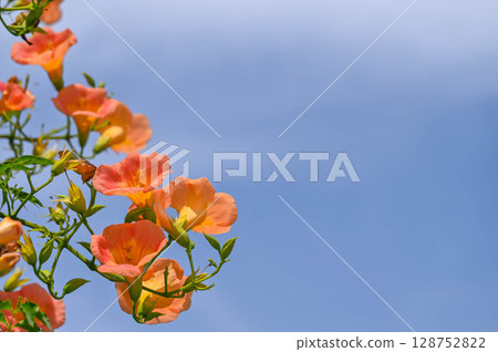 Early summer blue sky and Trumpet creeper 128752822