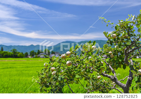田園詩般的鄉村風景和成熟的木瓜樹 田園詩般的鄉村風景和成熟的木瓜樹 128752825