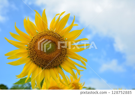 The big sunflower 128752885