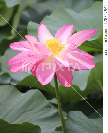 在盛開的蓮花在夏天早晨 在盛開的蓮花在夏天早晨 128752945
