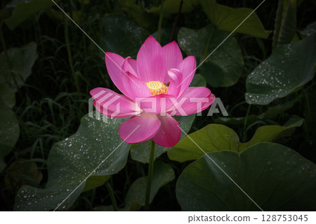 Lotus fields in full bloom 128753045
