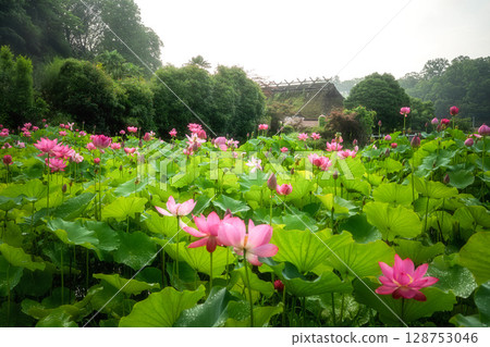 Lotus fields in full bloom 128753046