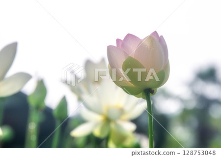 Lotus fields in full bloom 128753048