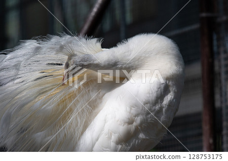 A dignified white peacock 128753175