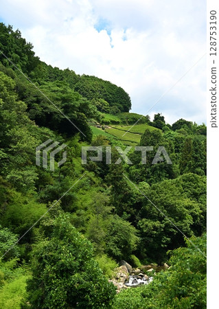 京都夏季的和束茶田 128753190