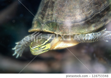 turtle turtle 128753348