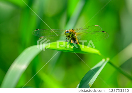 Harabirotonbo 128753350