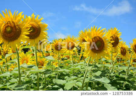 Sunflowers blooming against the blue summer sky Sunflowers blooming against the blue summer sky 128753386