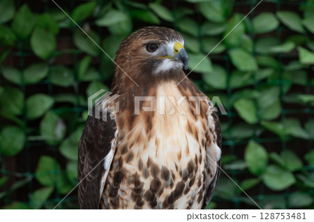 Red-tailed Hawk (a bird of prey native to the United States) 128753481