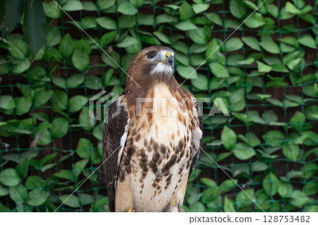 Red-tailed Hawk (a bird of prey native to the United States) 128753482