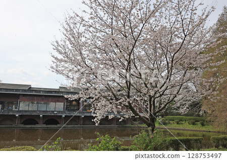 熊本市動植物園的櫻花 128753497
