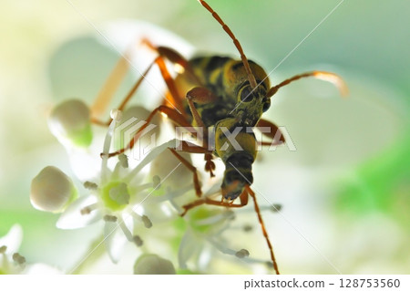 White flowers of Hydrangea paniculata and mating of four-striped long-horned beetles White flowers of Hydrangea paniculata and mating of four-striped long-horned beetles 128753560
