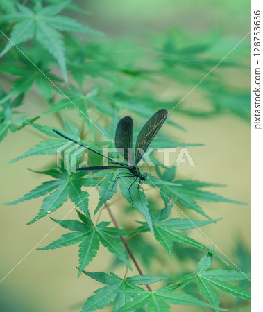 綠意盎然的最勝寺 綠意盎然的最勝寺 128753636