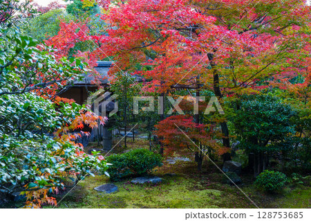 從大寶院的日式房間欣賞秋葉 128753685