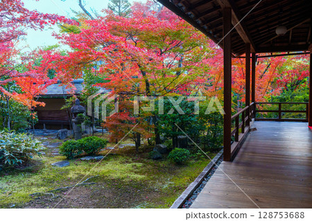 View of autumn leaves from a Japanese-style room at Daihoin Temple View of autumn leaves from a Japanese-style room at Daihoin Temple 128753688