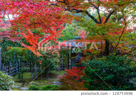 View of autumn leaves from a Japanese-style room at Daihoin Temple View of autumn leaves from a Japanese-style room at Daihoin Temple 128753696