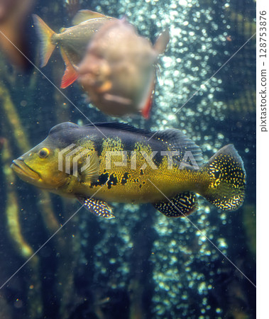 Nakagawa Watersport 128753876