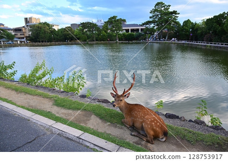 Deer by Sarusawa Pond, Nara Deer by Sarusawa Pond, Nara 128753917