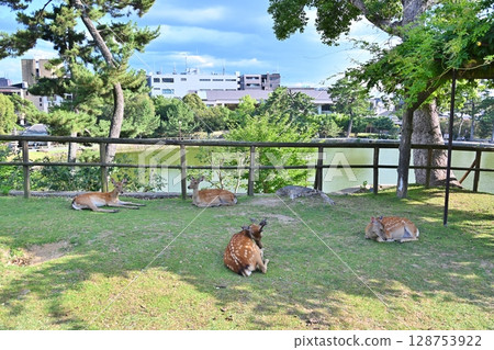 奈良,一隻鹿在炎熱的天氣裡躺在樹蔭下 奈良,一隻鹿在炎熱的天氣裡躺在樹蔭下 128753922
