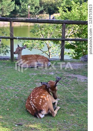 A hot-looking deer lying in the shade of a tree, Nara A hot-looking deer lying in the shade of a tree, Nara 128753923