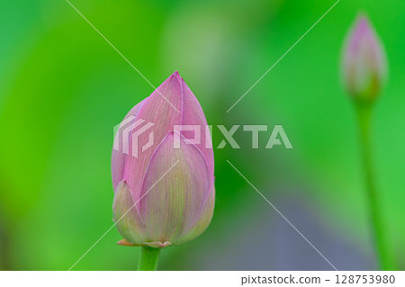 蓮花的芽 蓮花的芽 128753980