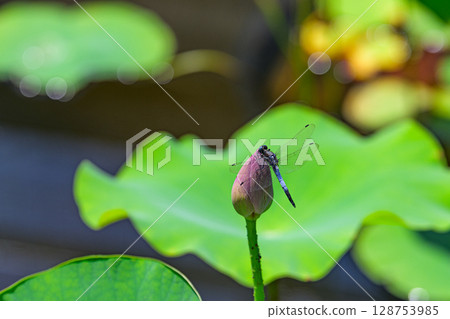 在蓮花芽的蜻蜓 128753985