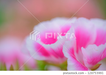 Clarkia豌豆 Clarkia豌豆 128753991