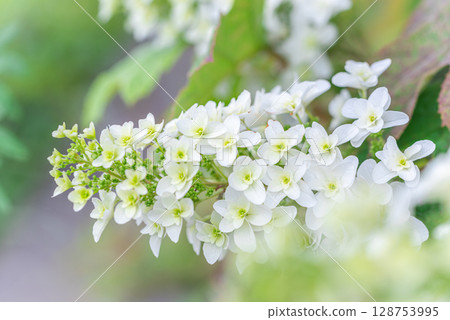 Kashiwaba hydrangea Kashiwaba hydrangea 128753995