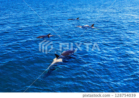 A group of killer whales swimming in the clear blue sea 128754039