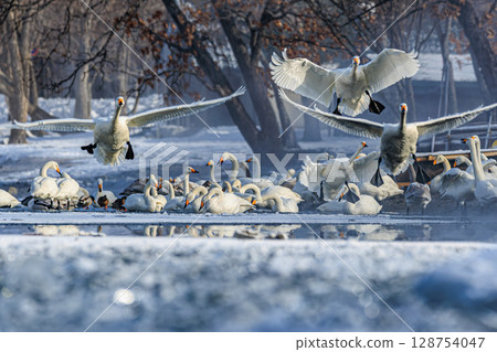A beautiful winter morning scene with swans taking flight 128754047