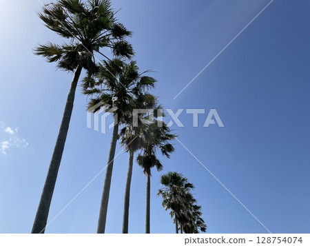 棕櫚樹排隊 128754074