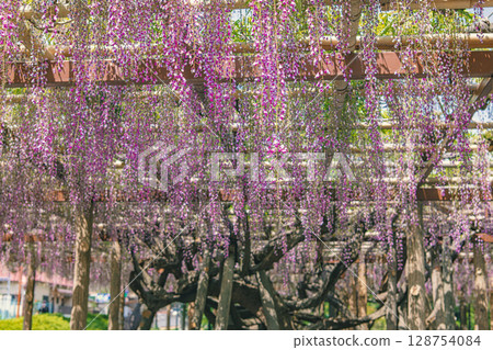 Odawara Castle: Impressive Wisteria 128754084