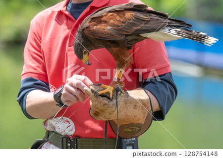 Bird show Bird show 128754148
