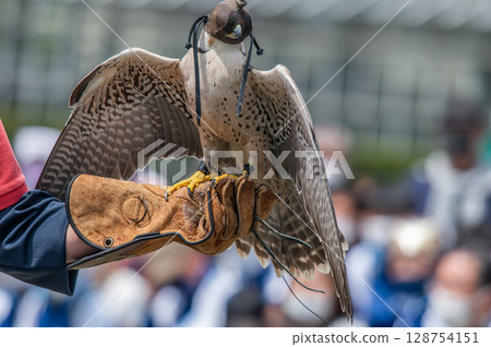 Bird show Bird show 128754151