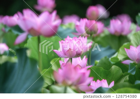 Lotus fields in full bloom 128754380