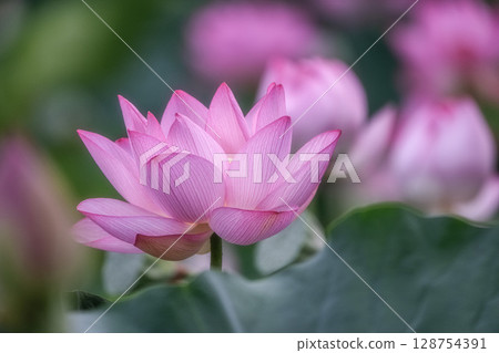 Lotus fields in full bloom Lotus fields in full bloom 128754391