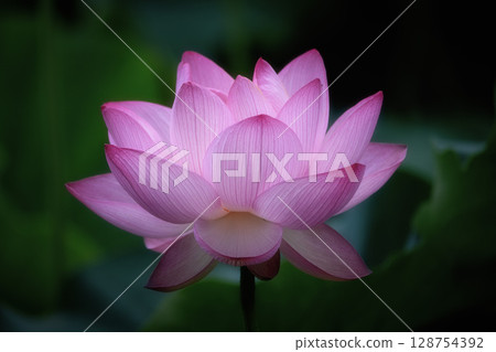 盛開的蓮花田 128754392