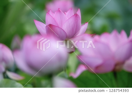 盛開的蓮花田 盛開的蓮花田 128754393