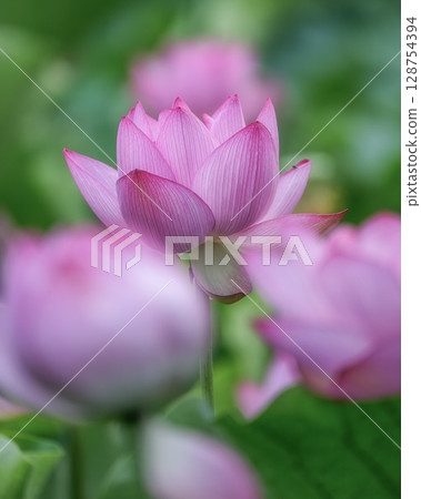 盛開的蓮花田 盛開的蓮花田 128754394