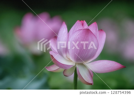 Lotus fields in full bloom 128754396
